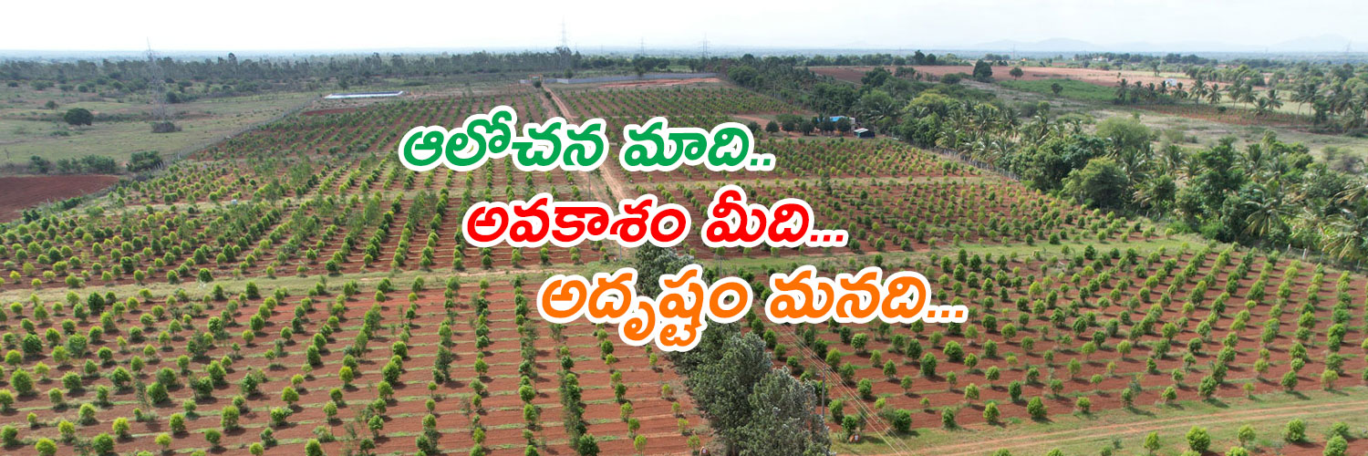 Red Sandalwood Banner